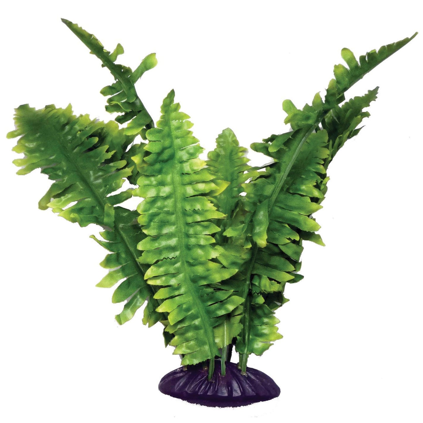 Boston Fern Plant