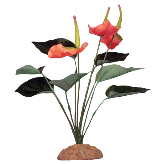 Anthurium Bush