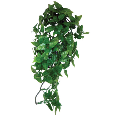 Philodendron Plant