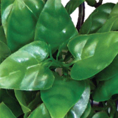 Philodendron Plant