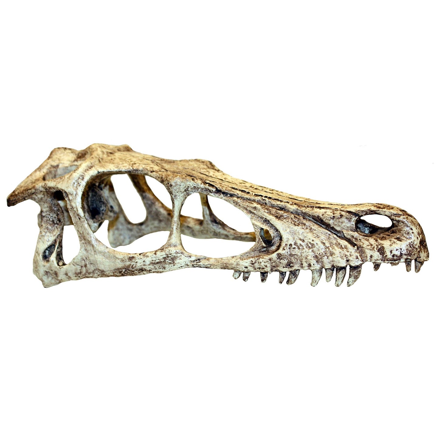 Raptor Skull