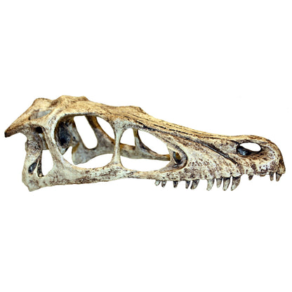 Raptor Skull