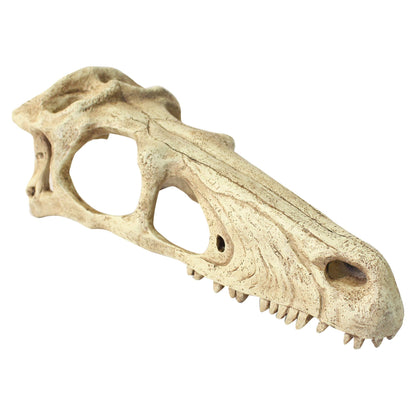 Raptor Skull