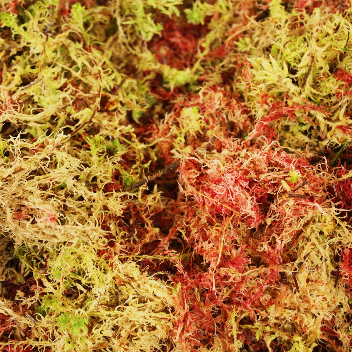 Habitat Moss