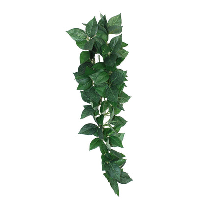 Sumatra Hanging Vine