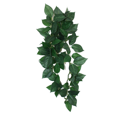 Sumatra Hanging Vine