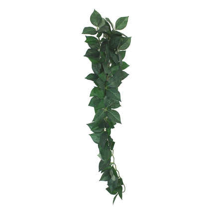 Sumatra Hanging Vine